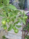 Jucy Limes in the garden